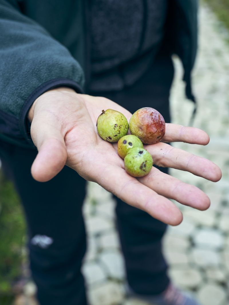 Four apple-like fruits of the service tree on the palm of a hand.