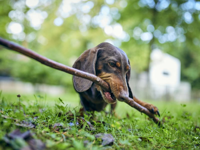 A dachshund with a stick in its mouth.