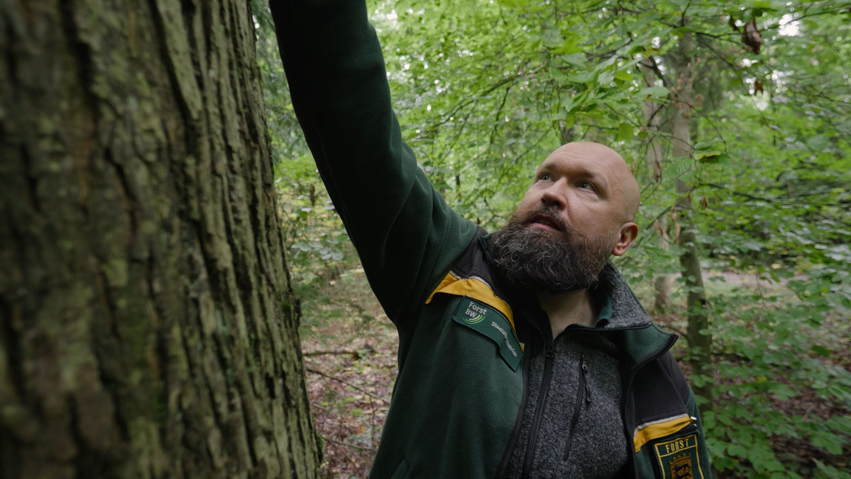A man wandering through the forest.