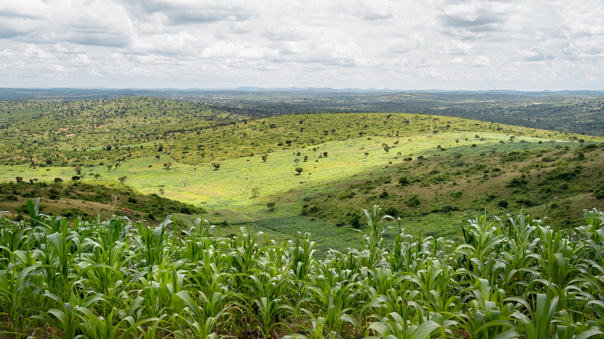 A deforested landscape in Uganda.