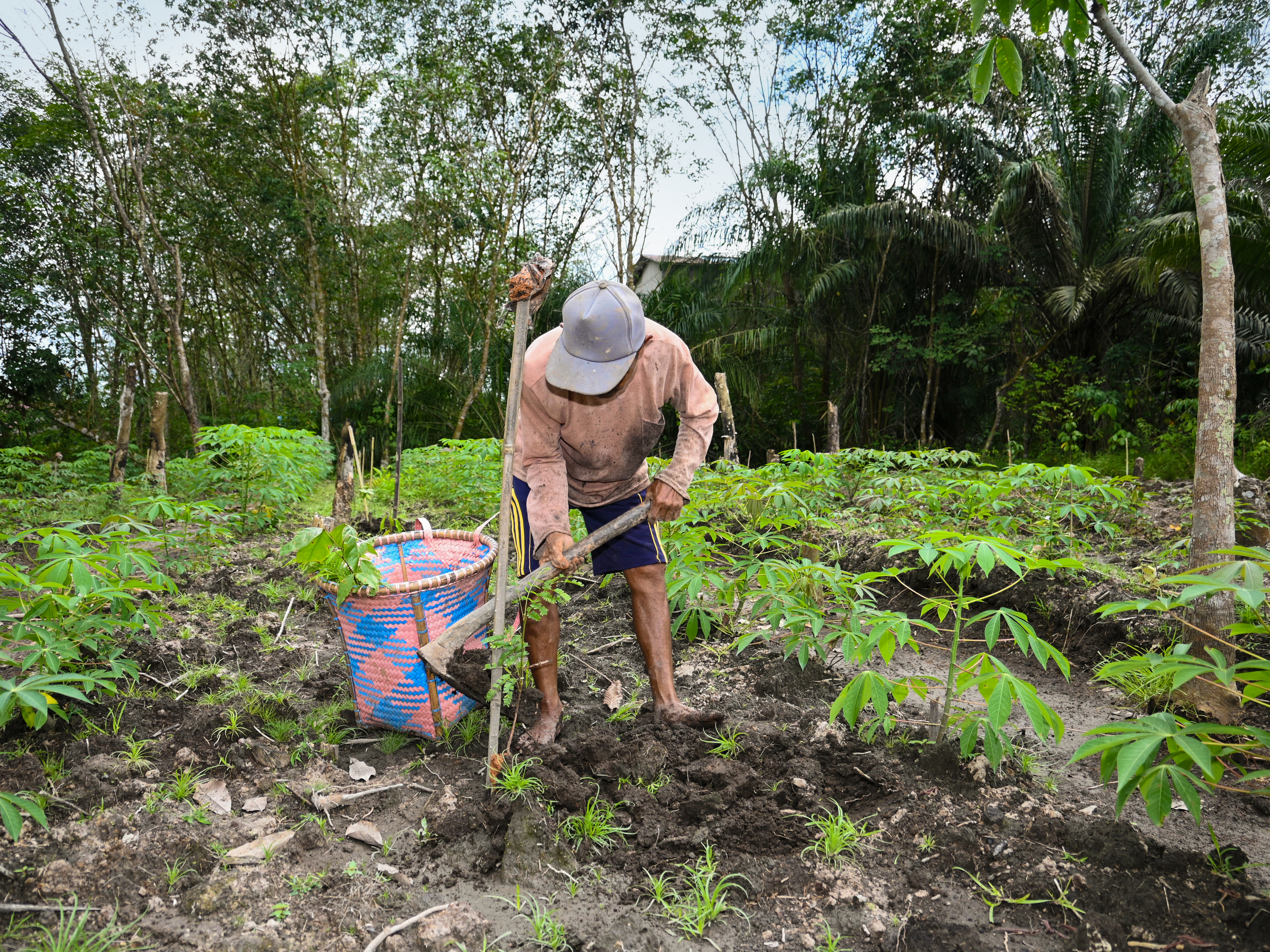 A man planting tree seedlings in a field.