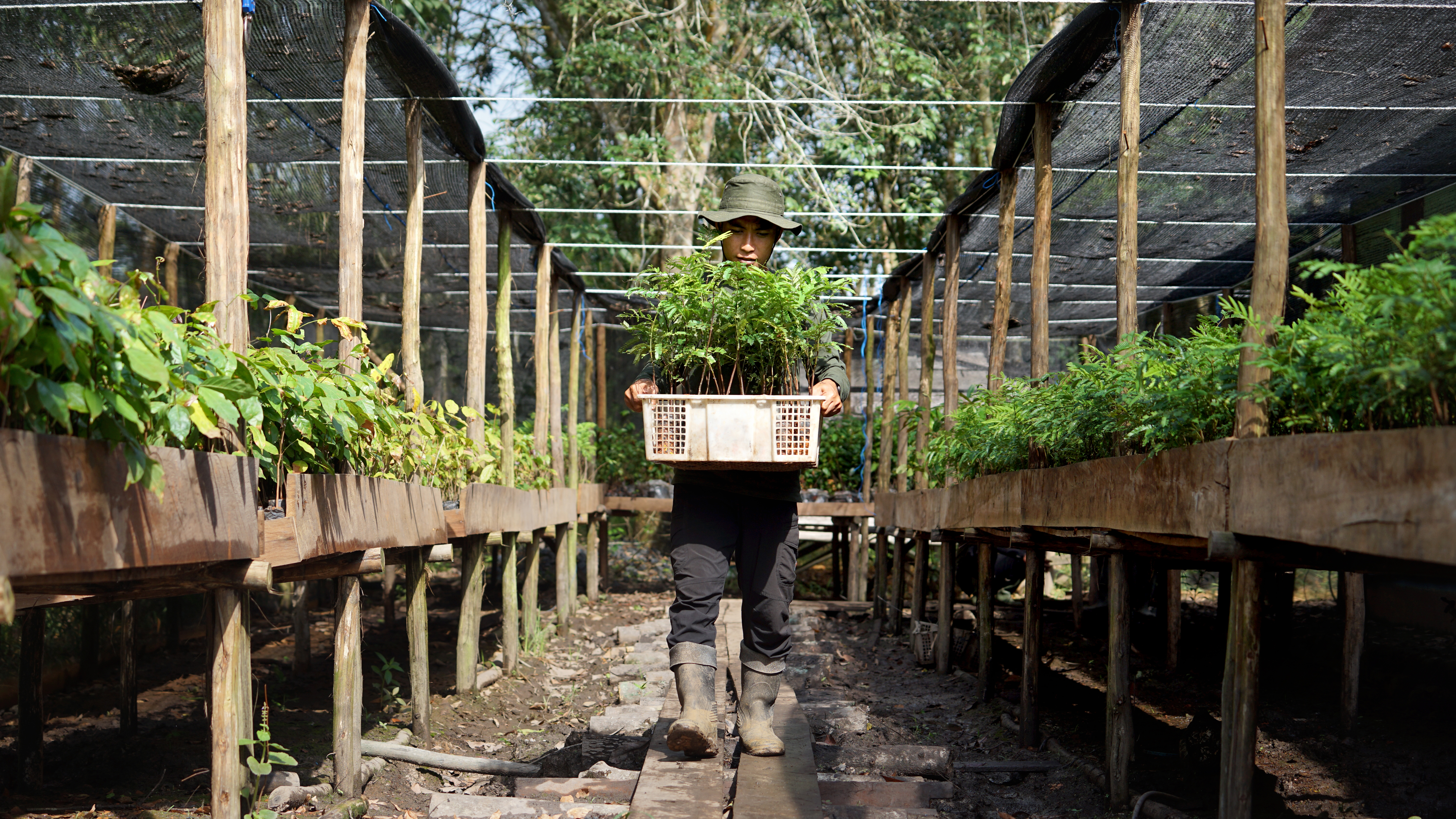 A man in a tree nursery carrying a basket of seedlings.