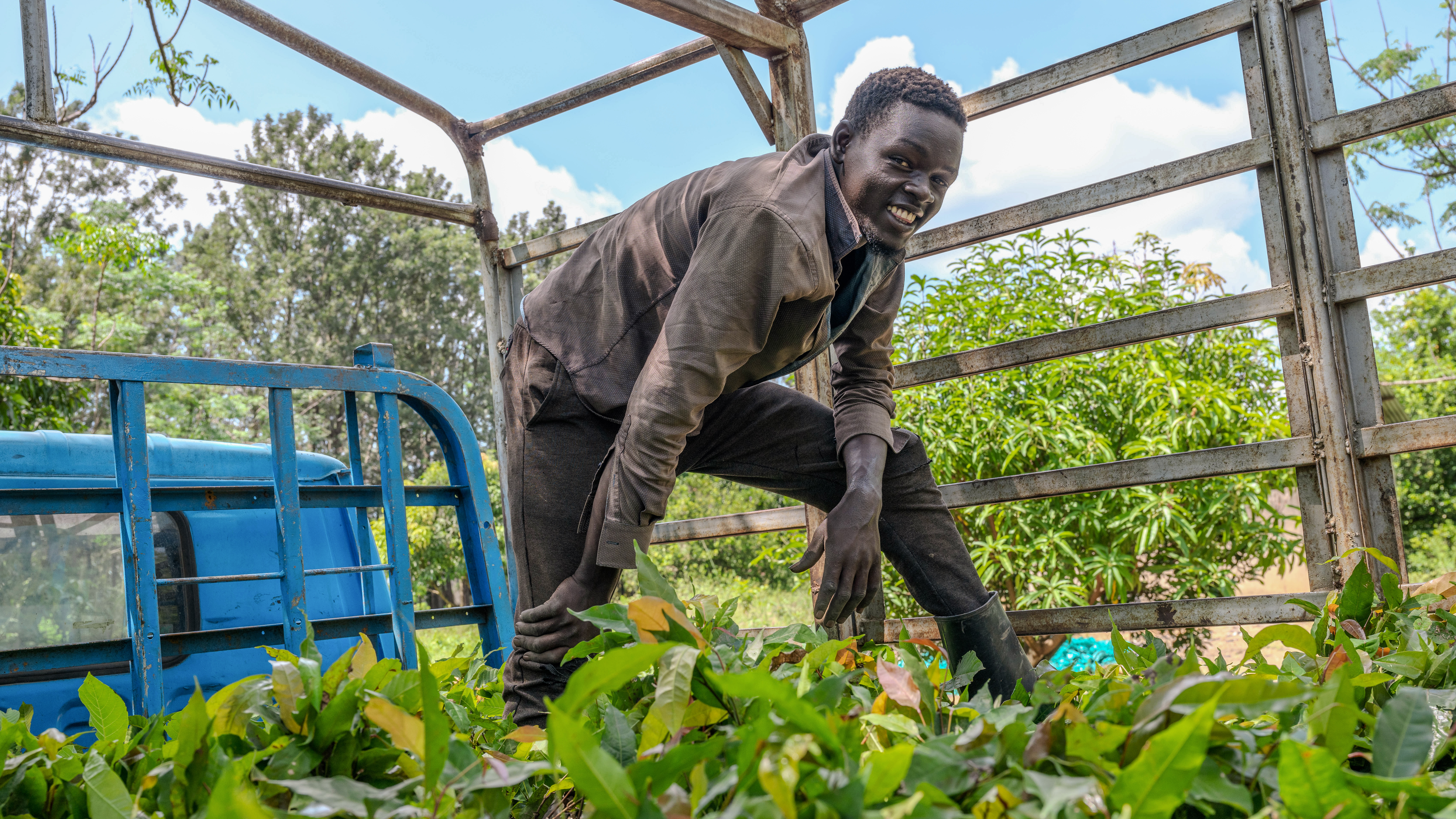 A smiling man standing on a pickup truck loaded with seedlings.