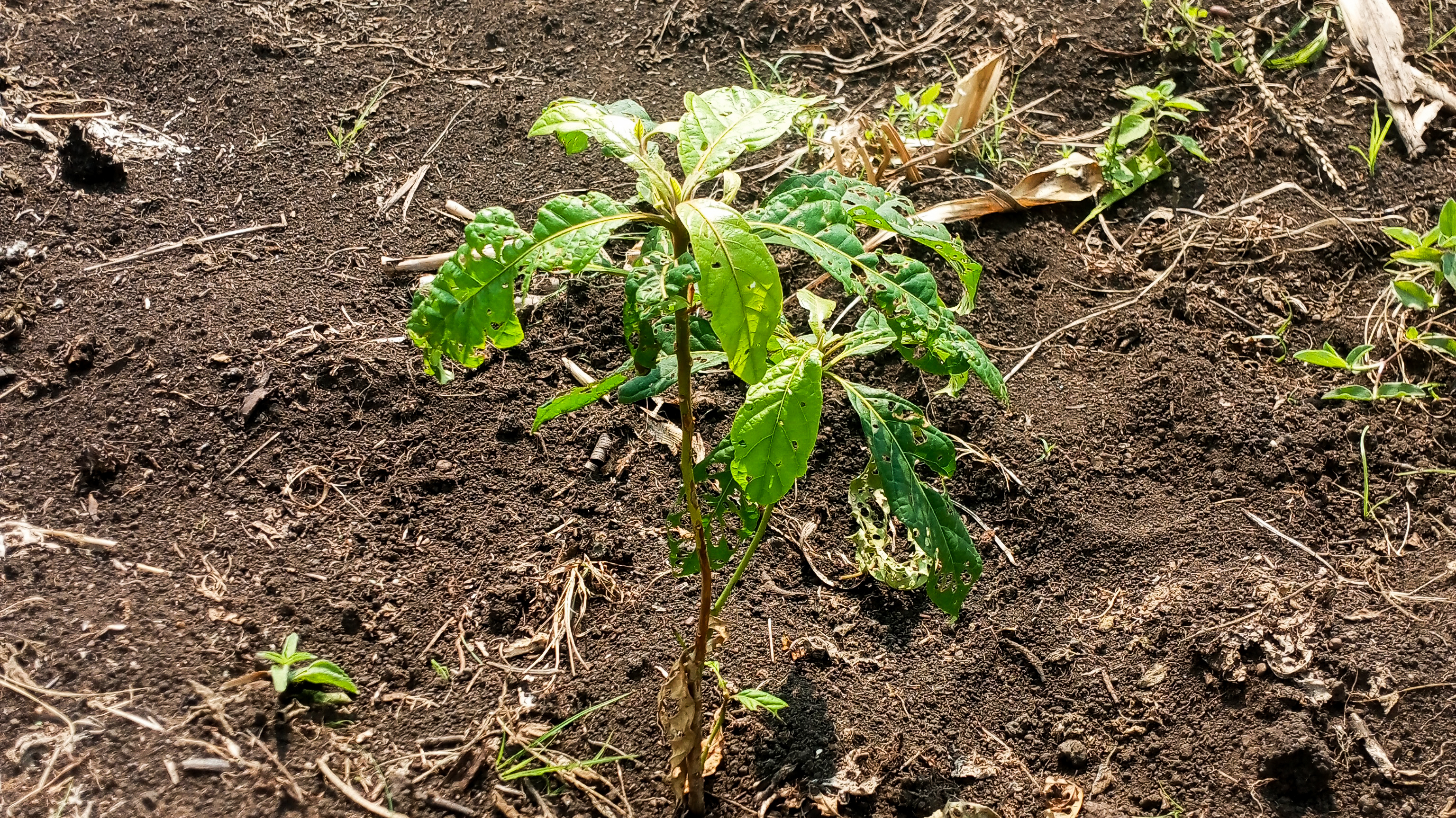 A planted seedling.