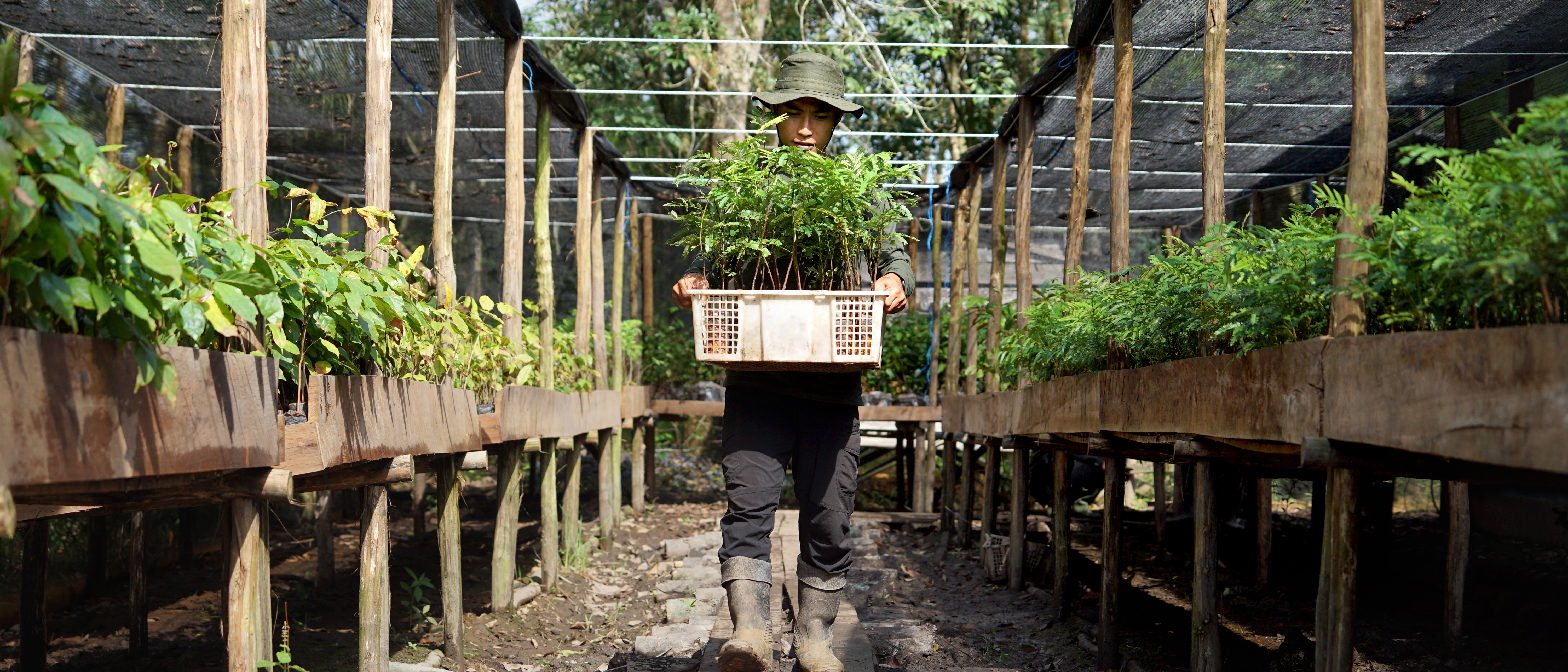 A man in a tree nursery carrying a basket of seedlings.