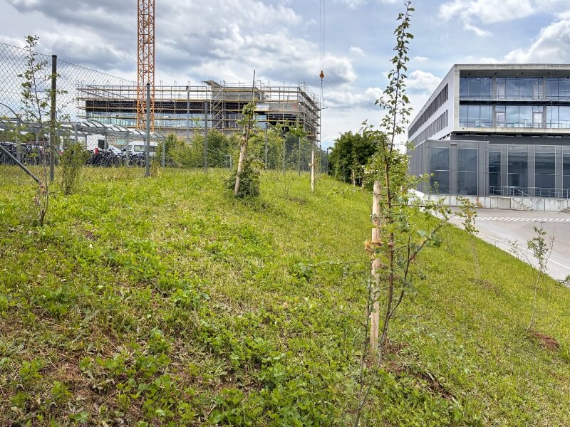 Newly planted young trees on a slope, with buildings in the background.