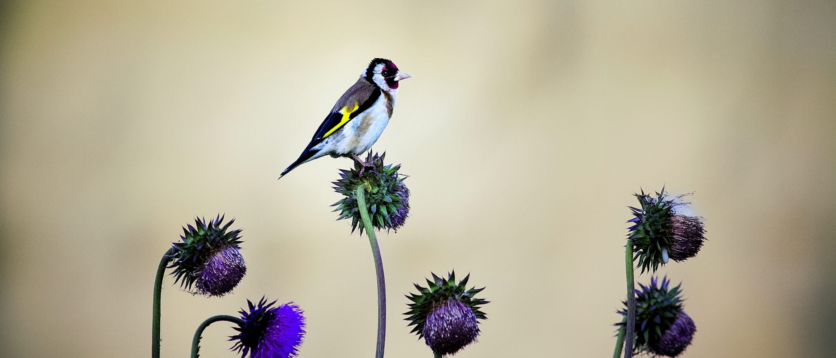 A European goldfinch perched on a flower.