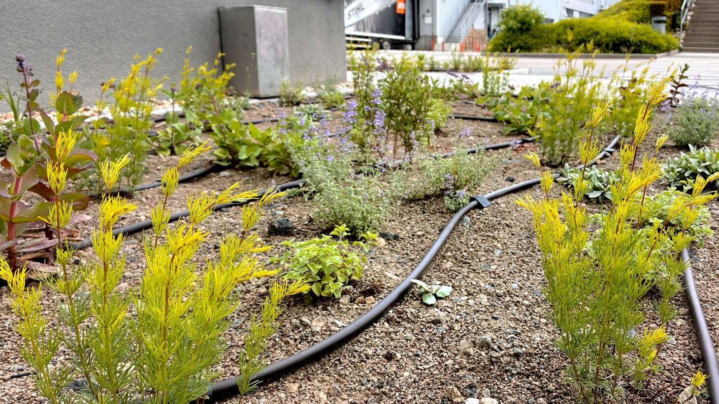 Newly planted perennials on an industrial site.