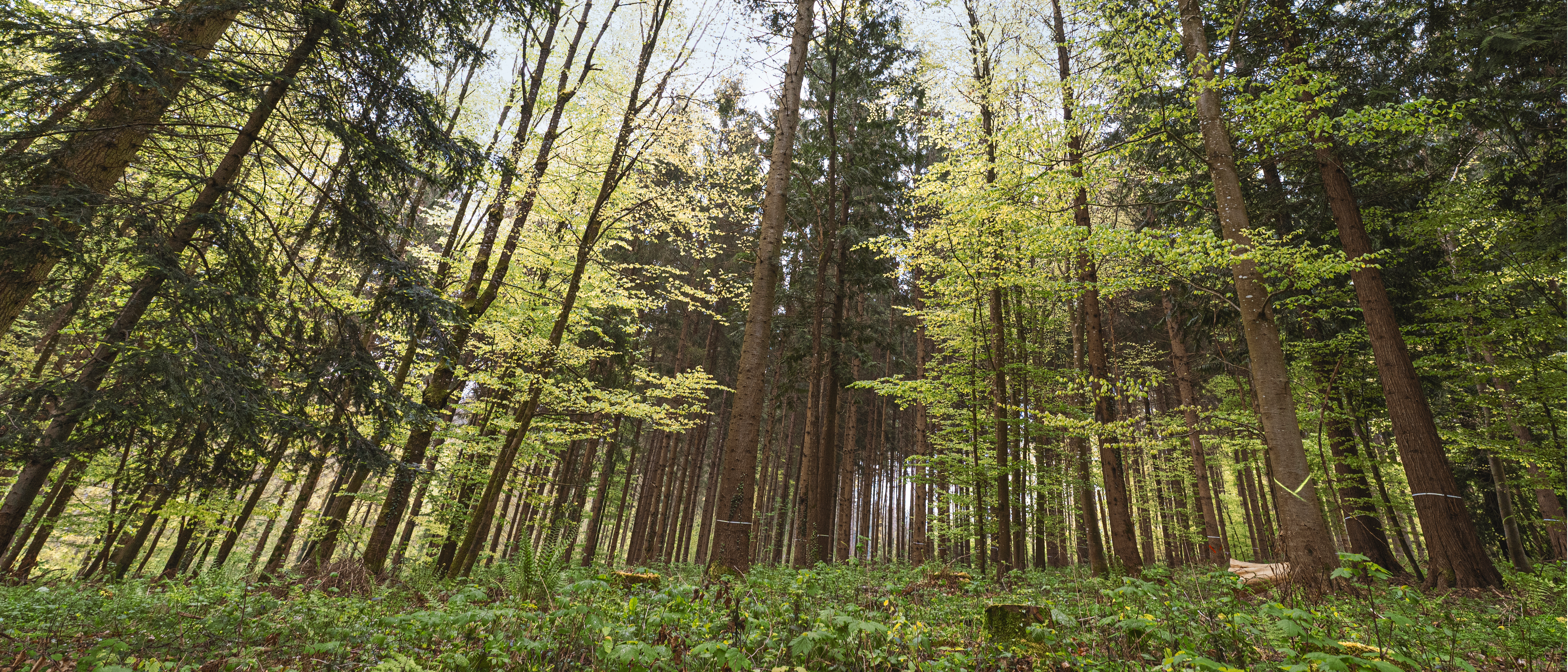 A structure-rich mixed forest in the temperate zone.
