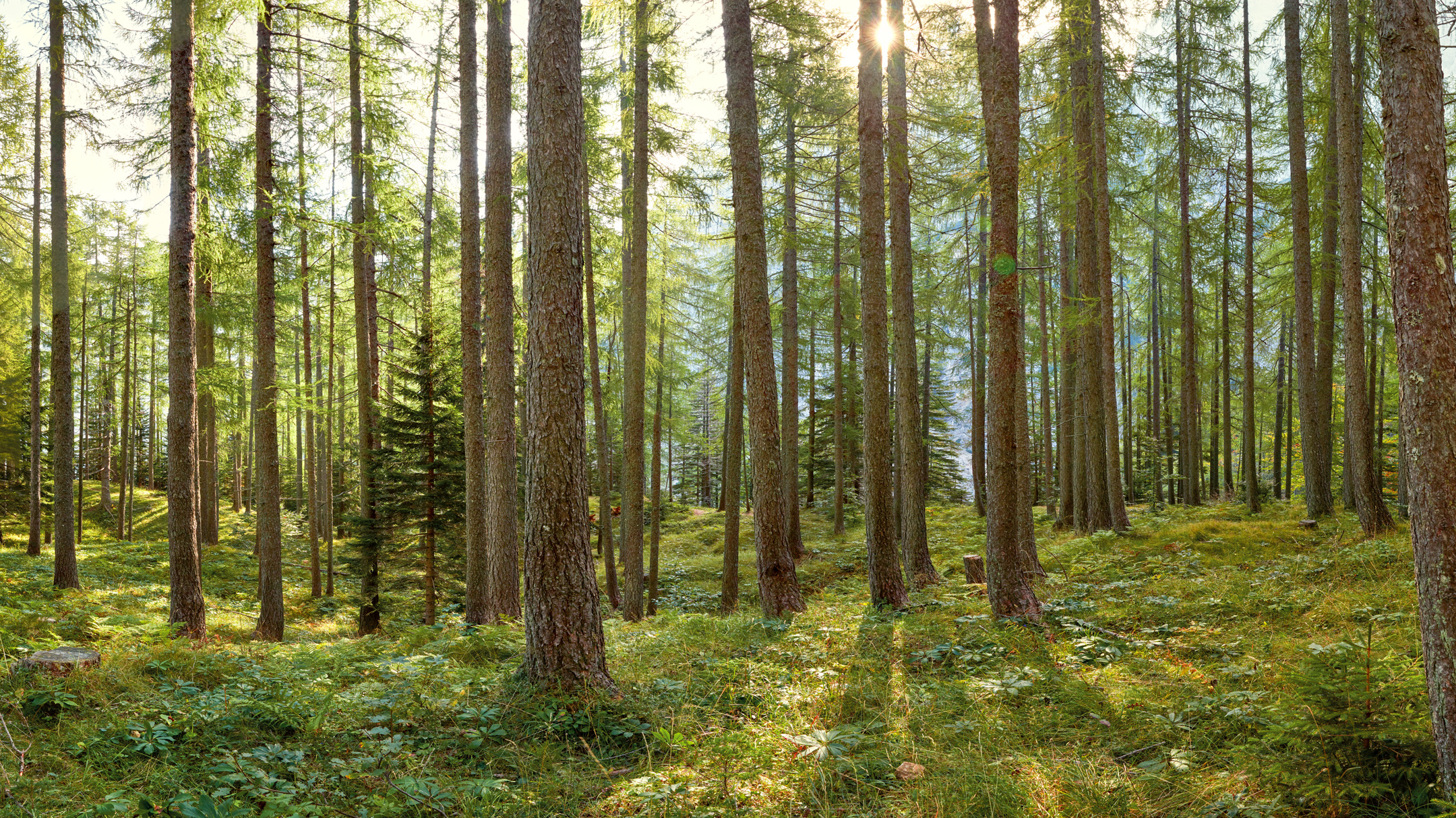 A planted coniferous forest with relatively few species.