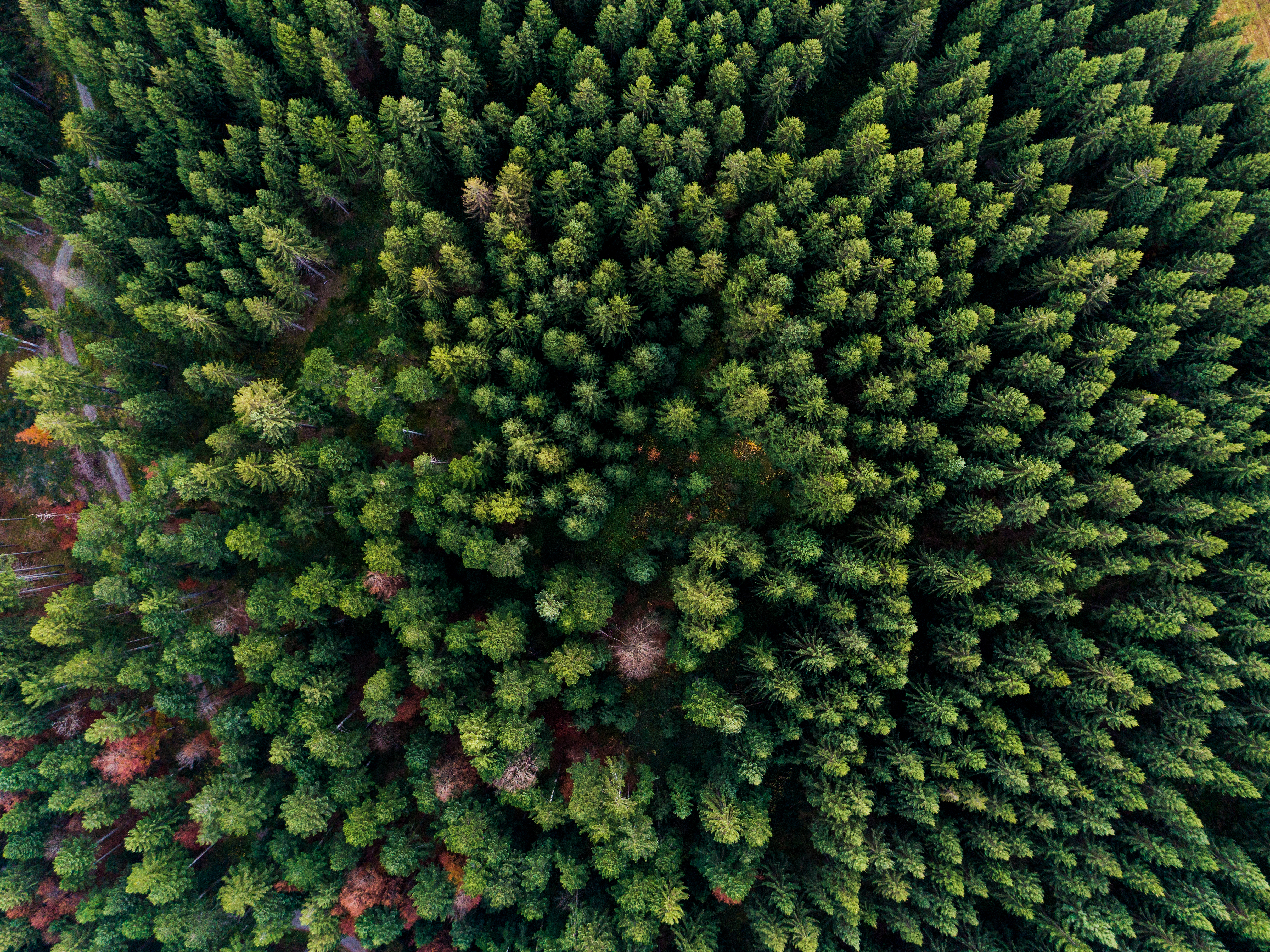 Aerial view of a coniferous forest.