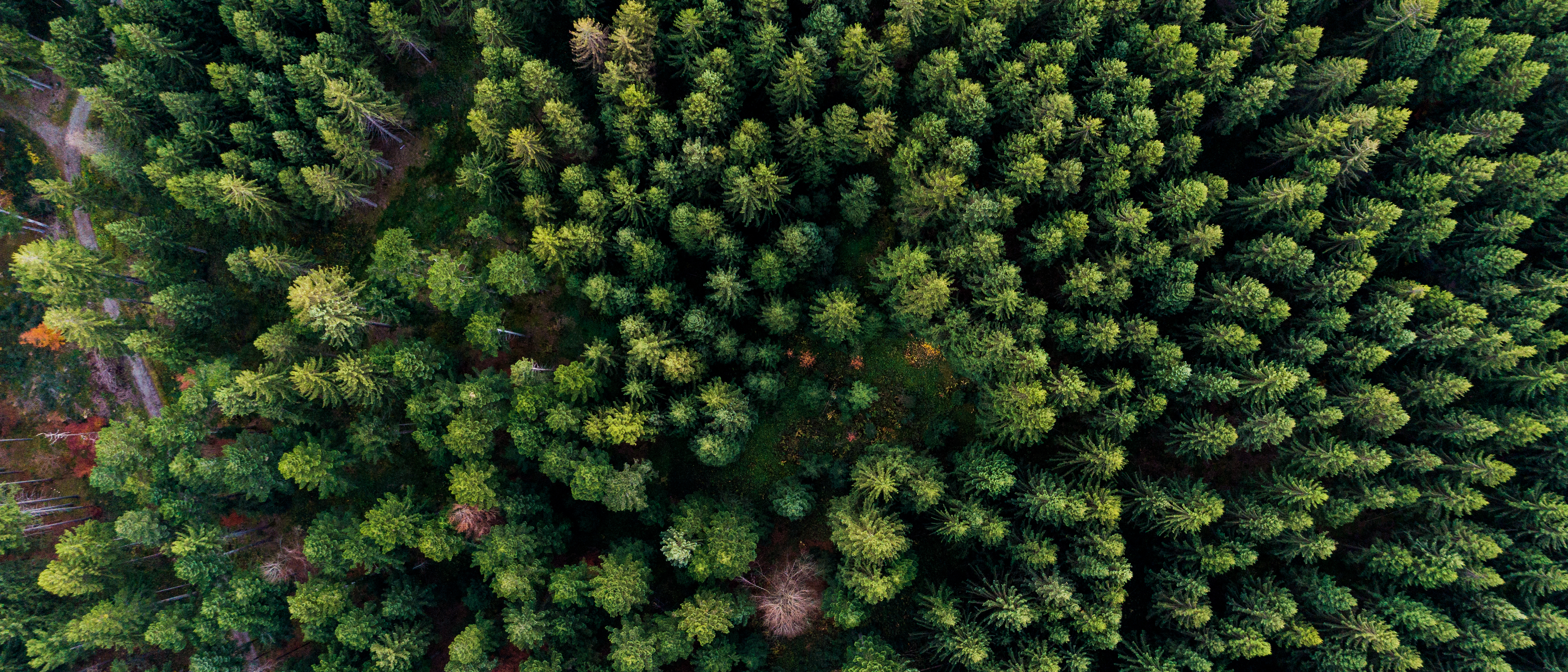 Aerial view of a coniferous forest.